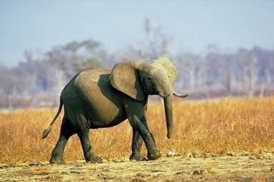 Trained image classification models for Keras